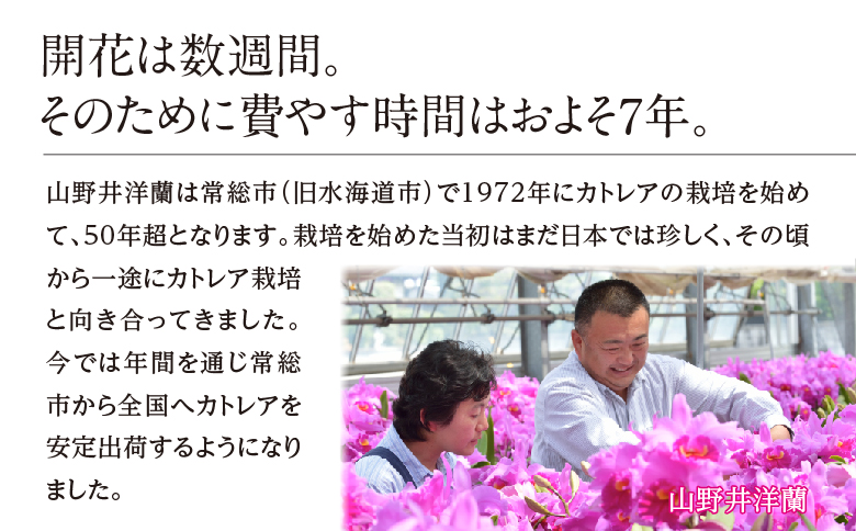 厳選カトレア鉢花　3輪咲コース