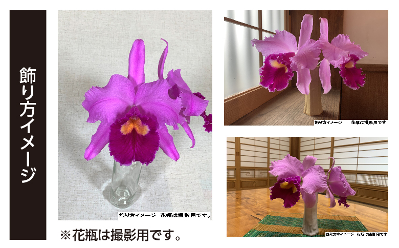 大輪ピンクカトレア切り花　5輪コース