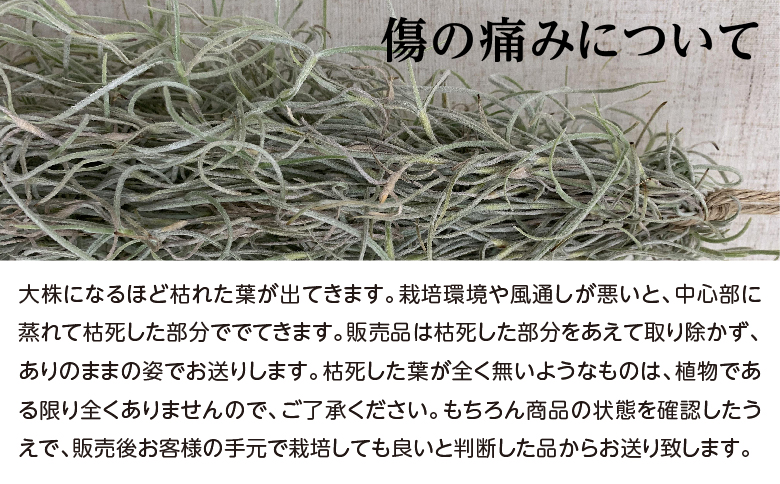 国産スパニッシュモス　太葉　80ｇ