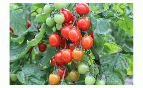 大地のミニトマトジュース（サンパレット）5本セット