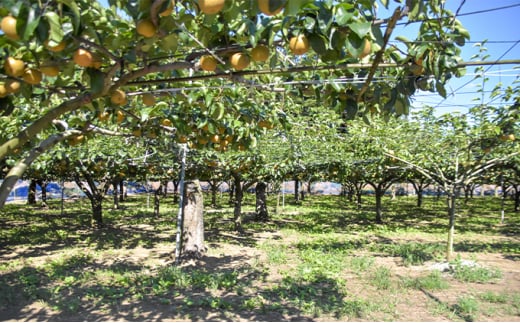 【先行予約】小林果樹園の梨 食べ比べ5～8玉 約3kg | 梨 なし 和梨 豊水 新高 あきづき 愛宕 にっこり 新雪 王秋 新興 果物 フルーツ くだもの 食べ比べ 新鮮 朝どり エコファーマー 茨城県 常総市