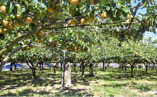 【訳アリ！先行予約】小林果樹園の梨 6～10玉 約3kg | 梨 なし 和梨 豊水 新高 あきづき 愛宕 にっこり 新雪 王秋 新興 果物 フルーツ くだもの 新鮮 朝どり エコファーマー 訳あり 茨城県 常総市