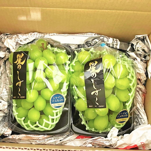 茨城県常総市産 シャインマスカット 約3kg｜ぶどう ブドウ 葡萄 果物 フルーツ 贈り ※2026年8月中旬～9月中旬頃に順次発送予定