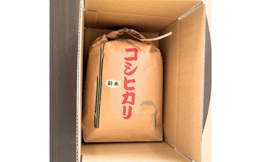 【令和7年産】【精米】コシヒカリ5kg｜茨城県常総市産　精米 米　お米　白米　ご飯　コメ こめ　こしひかり