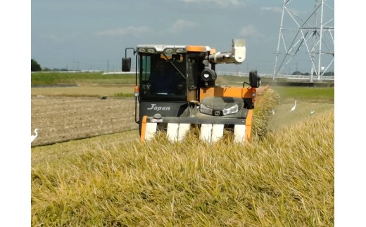 令和7年産 精米 コシヒカリ 5kg 茨城県常総市産
