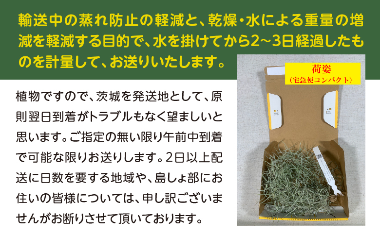 国産スパニッシュモス　太葉　120ｇ