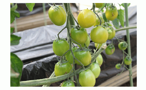 大地のミニトマトジュース（サンパレット）5本セット