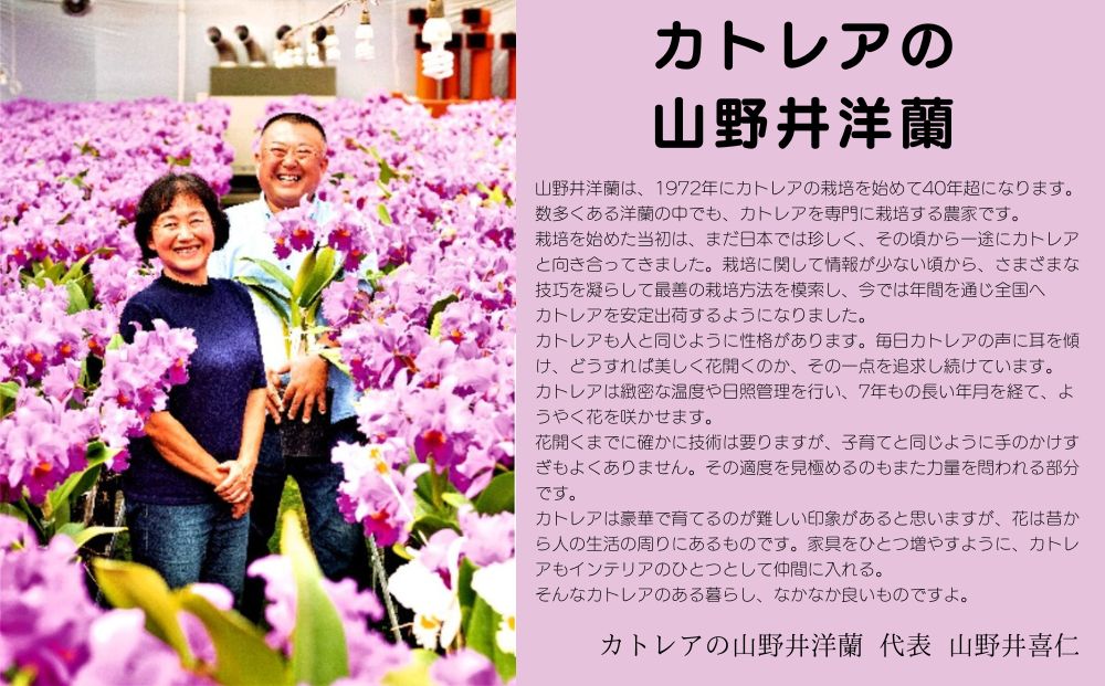 厳選カトレア鉢花　5輪咲コース