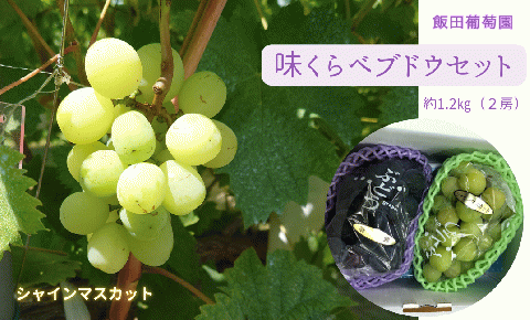 【先行予約】味くらべ ブドウ セット 1.2kg （ シャインマスカット と 旬のぶどう ）ぶどう 葡萄 ※2025年8月下旬～10月中旬頃に順次発送予定 ※沖縄・離島への配送不可