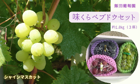 【先行予約】味くらべ ブドウ セット 1.8kg( シャインマスカット と 旬のぶどう ) ぶどう 葡萄 ※2025年8月下旬～10月中旬頃に順次発送予定 ※沖縄・離島への配送不可