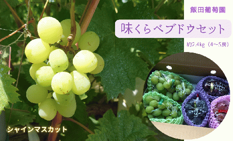 【先行予約】味くらべ ブドウ セット 2.4kg( シャインマスカット と 旬のぶどう )ぶどう 葡萄 ※2025年8月下旬～10月中旬頃に順次発送予定 ※沖縄・離島への配送不可