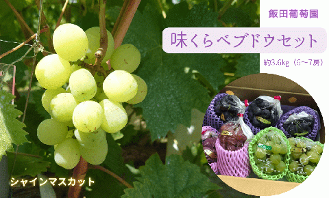 【先行予約】味くらべ ブドウ セット 3.6kg ( シャインマスカット と 旬のぶどう ) ぶどう 葡萄 ※2025年8月下旬～10月中旬頃に順次発送予定 ※沖縄・離島への配送不可