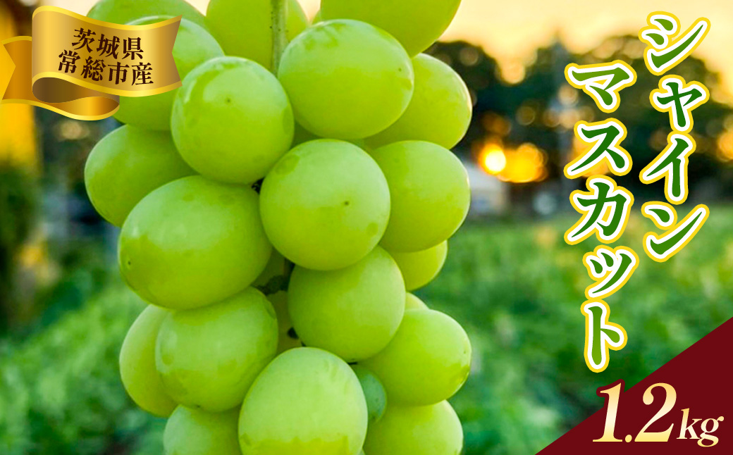 茨城県常総市産 シャインマスカット 約1.2kg｜ぶどう ブドウ 葡萄 果物 フルーツ 贈り物 ※2026年8月中旬～9月中旬頃に順次発送予定