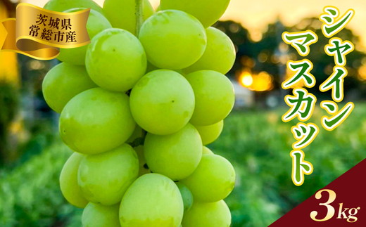 茨城県常総市産 シャインマスカット 約3kg｜ぶどう ブドウ 葡萄 果物 フルーツ 贈り ※2026年8月中旬～9月中旬頃に順次発送予定