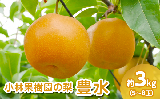 【先行予約】小林果樹園の梨 豊水 5～8玉 約3kg｜ほうすい 朝どり みずみずしい 梨 なし ナシ フルーツ 果物 常総市