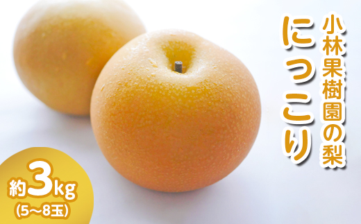 【先行予約】小林果樹園の梨 にっこり 5～8玉 約3kg｜朝どり みずみずしい 梨 なし ナシ フルーツ 果物 常総市