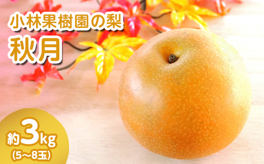 【先行予約】小林果樹園の梨 秋月 5～8玉 約3kg｜あきづき 朝どり みずみずしい 梨 なし ナシ フルーツ 果物 常総市