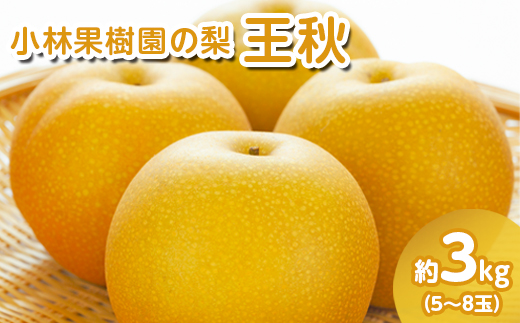 【先行予約】小林果樹園の梨 王秋 5～8玉 約3kg｜おうしゅう 朝どり みずみずしい 梨 なし ナシ フルーツ 果物 常総市