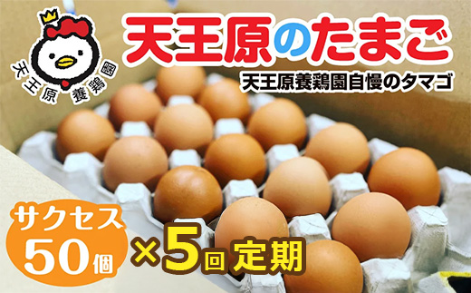 【定期便】5回定期 【天王原のたまご】 サクセス卵 50個入り 【定期便 5回定期便 セット たまご 卵 玉子 タマゴ 濃厚 ハリ 弾力 ボリューム 甘味 旨味 卵黄 風味 生 コク 甘味 卵かけご飯 卵焼き 目玉焼き オムレツ 茶碗蒸し お菓子作り パンの材料】