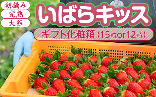 【1月中旬～4月上旬発送】いばらキッス いちご 朝摘み 完熟 大粒 ギフト化粧箱 15粒or12粒 茨城県常総市産 | 苺 イチゴ ※2026年1月中旬～4月上旬頃に順次発送予定