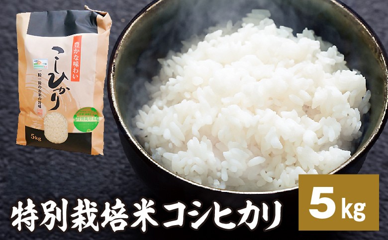 令和7年産特別栽培米 コシヒカリ 5kg お米 コシヒカリ ※2025年9月中旬頃より順次発送予定