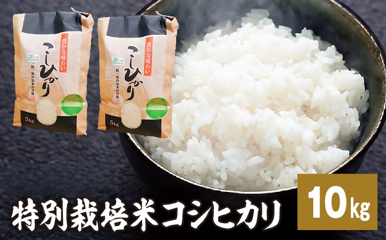 令和7年産特別栽培米 コシヒカリ 10kg お米 コシヒカリ ※2025年9月中旬頃より順次発送予定