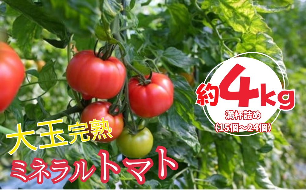 ミネラルトマト（大玉完熟トマト）4kg満杯詰め（15個～24個）【大玉 甘味 甘い 濃厚 ミネラル 旬 茨城県 常総市】 ※2025年6月上旬～6月中旬頃に順次発送予定 ※沖縄・離島への配送不可