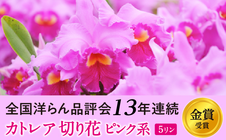 大輪ピンクカトレア切り花　5輪コース