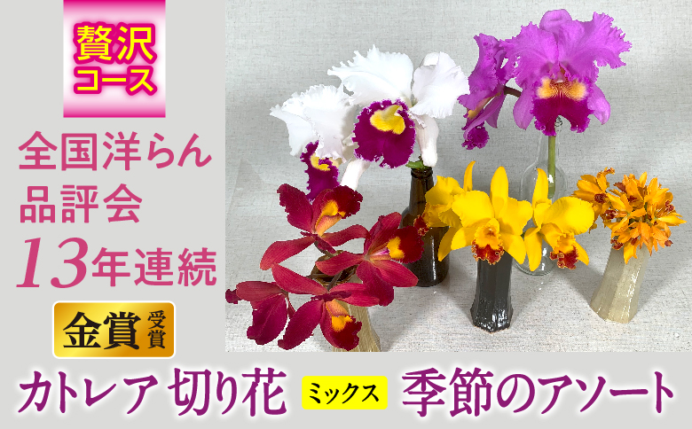 季節のアソート　贅沢コース