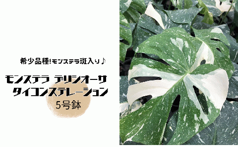 モンステラ デリシオーサ タイコンステレーション 5号鉢: 常総市ANAのふるさと納税