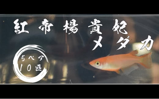 下総めだかの学校厳選！紅帝楊貴妃メダカ　5ペア10匹 生き物