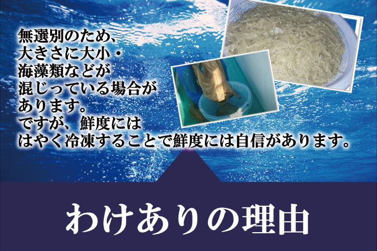 【訳あり】瞬間冷結！刺身用生しらす【大津港産】（AA212）