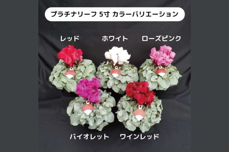 【先行予約】【長谷川園芸】オリジナル品種 シクラメン プラチナリーフ ５寸 ワインレッド 【冬のギフト  フラワーギフト クリスマス 鉢花】(AT103)