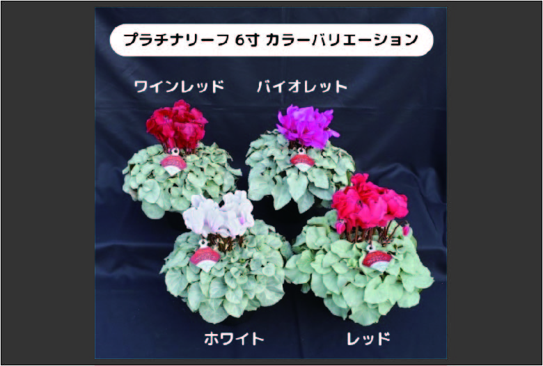 【先行予約】【長谷川園芸】オリジナル品種 シクラメン プラチナリーフ 6寸 ワインレッド ※12月出荷【冬のギフト  フラワーギフト クリスマス 鉢花】(AT007)