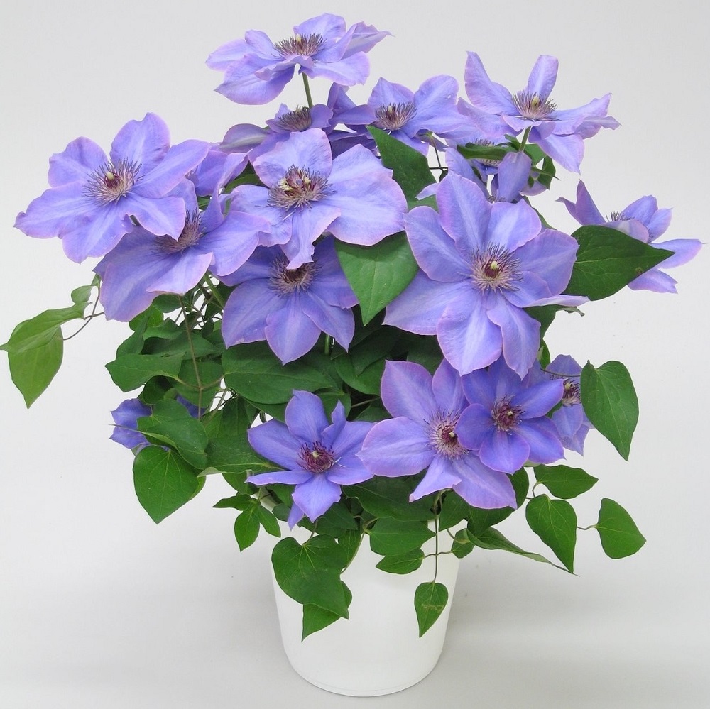 【先行予約】【長谷川園芸】品種おまかせブルー系クレマチス5寸【母の日 ギフト プレゼント 贈答 花のある生活】(AT210)