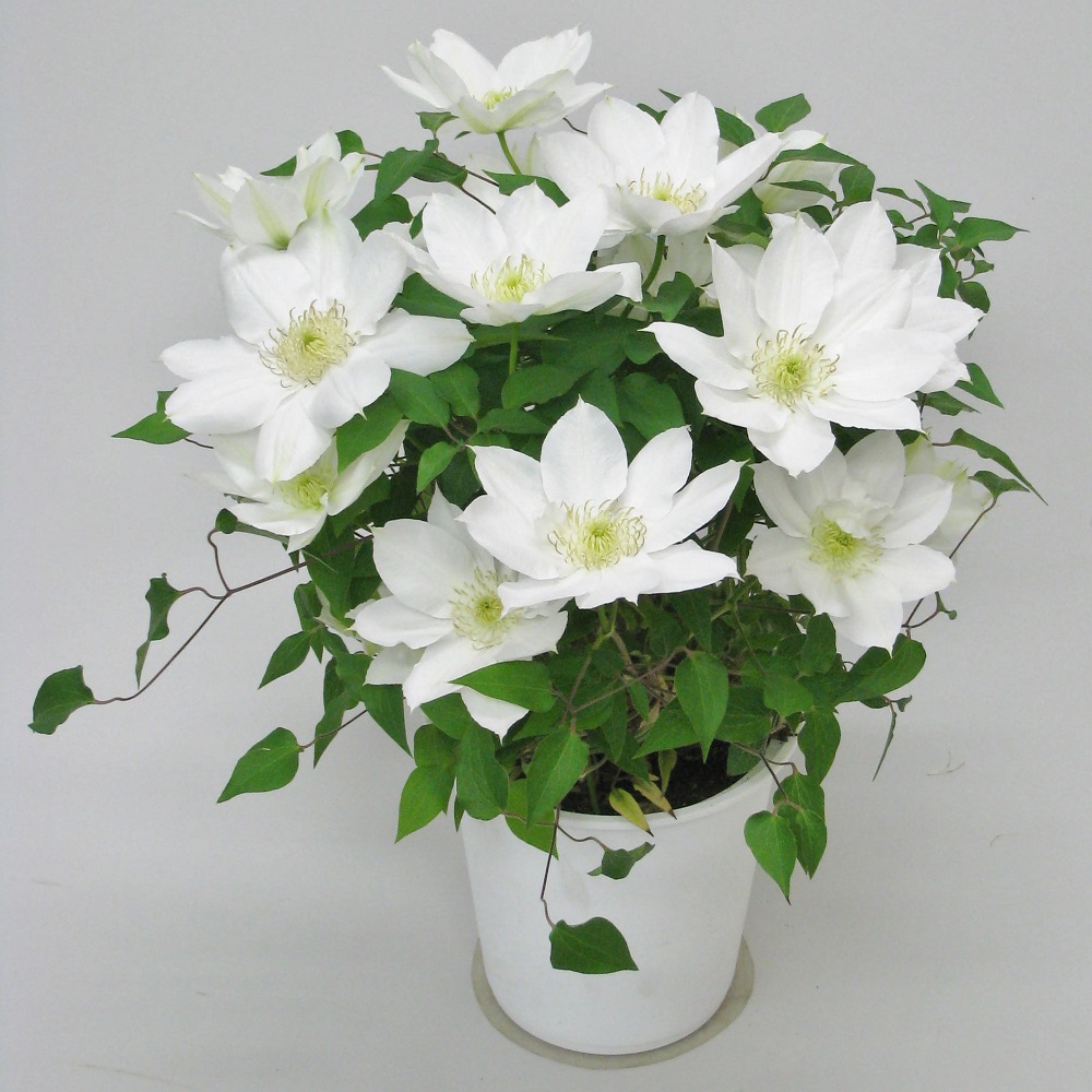 【先行予約】【長谷川園芸】国際園芸博覧会で最高賞受賞のクレマチス「北浜」５寸【母の日 ギフト プレゼント 贈答 花のある生活】 (AT211)