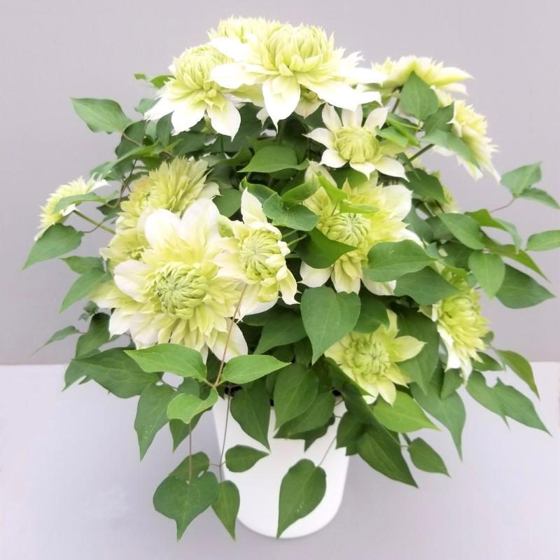 【先行予約】【長谷川園芸】オリジナル クレマチス「花園」５寸 【母の日 ギフト プレゼント 贈答 花のある生活】(AT212)