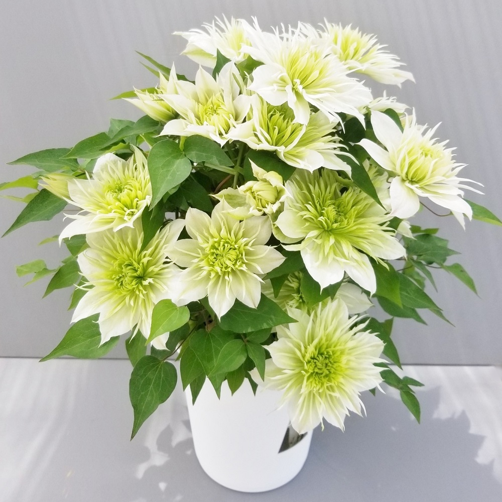 【先行予約】【長谷川園芸】オリジナル クレマチス「華川」〔ベストフラワー賞受賞品種〕５寸【母の日 ギフト プレゼント 贈答 花のある生活】(AT213)