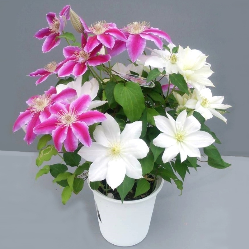 【先行予約】【長谷川園芸】クレマチス６寸２色咲き〔北浜×ドクターラッペル〕１鉢 【母の日 ギフト プレゼント 贈答 花のある生活】(AT214)