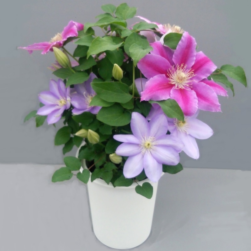 【先行予約】【長谷川園芸】クレマチス６寸２色咲き〔パストラーレ×ドクターラッペル〕１鉢 【母の日 ギフト プレゼント 贈答 花のある生活】(AT215)