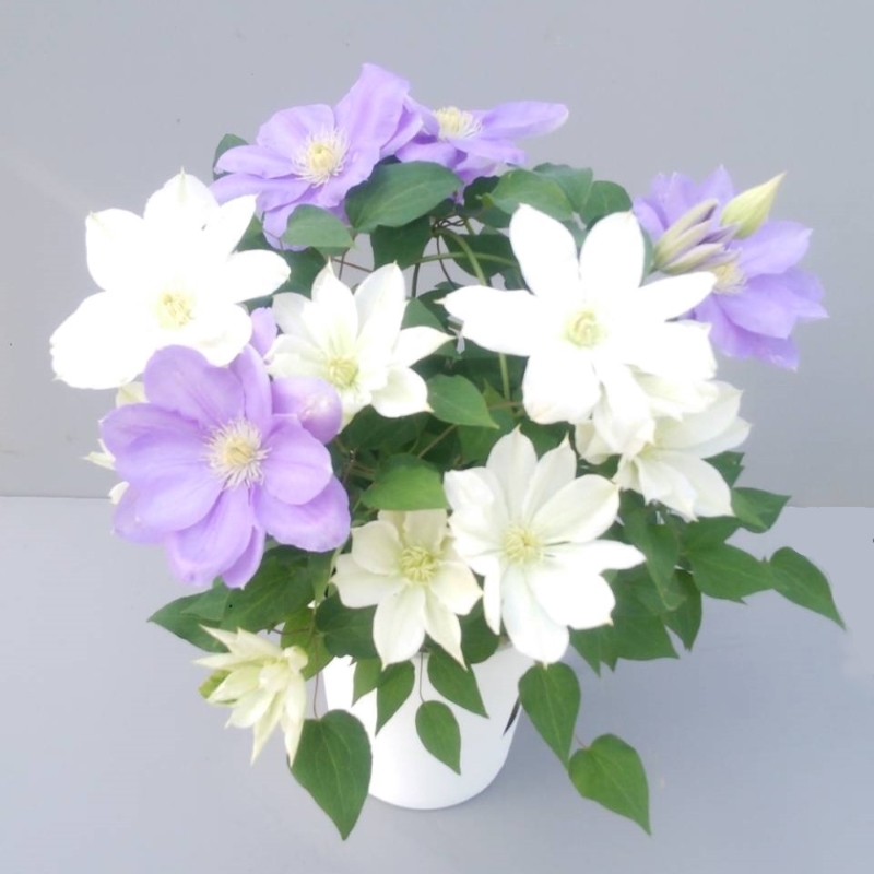 【先行予約】【長谷川園芸】クレマチス６寸２色咲き〔北浜×パストラーレ〕１鉢 【母の日 ギフト プレゼント 贈答 花のある生活】(AT216)