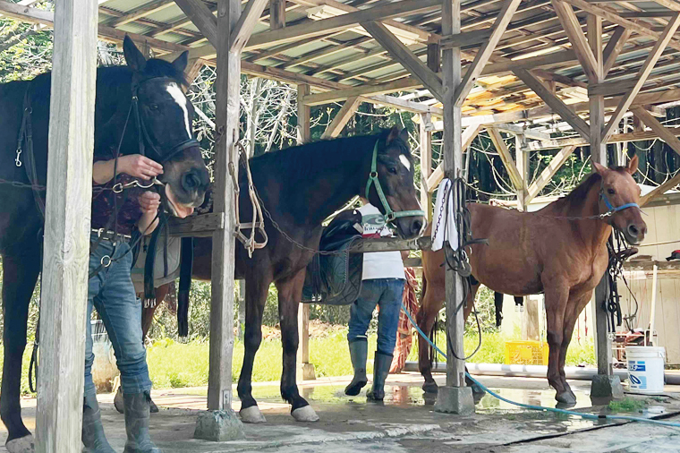 Shiina Riding Club　引き馬体験10分程度【茨城県 北茨城市 アクティビティ おでかけ レンタル 体験 チケット 馬】（DA002）