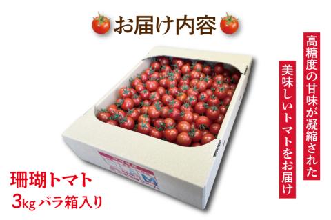 【先行予約】珊瑚トマト　3kg【野菜 トマト とまと ミニトマト みにとまと フルーツトマト 新鮮 リコピン ビタミン】（AX201）