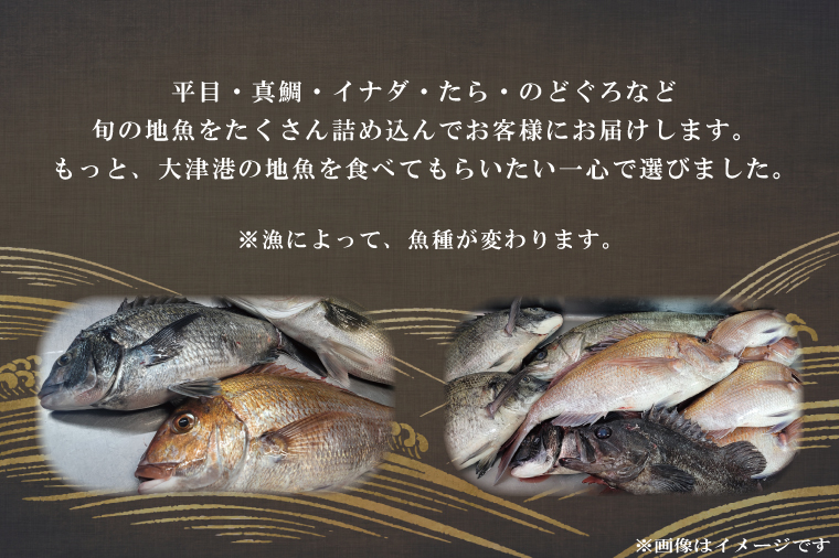 飲食店『食彩太信』店主が選ぶ！大津港地魚鮮魚セット　下処理済み【賞味期限：到着後、冷蔵保存で3日間】(AA205)