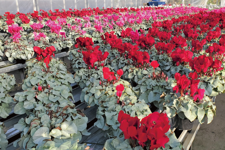 【先行予約】【長谷川園芸】オリジナル品種 シクラメン プラチナリーフ 6寸 ワインレッド ※12月出荷【冬のギフト  フラワーギフト クリスマス 鉢花】(AT007)