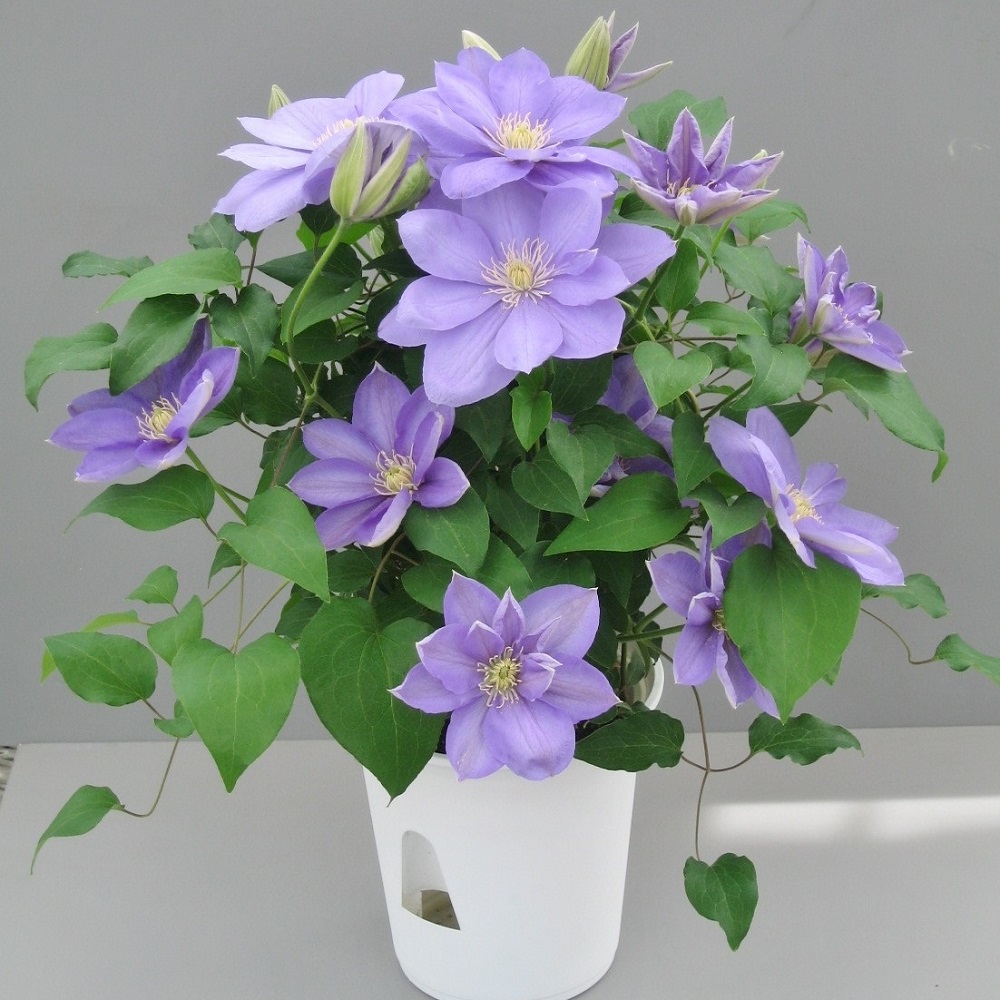 【先行予約】【長谷川園芸】品種おまかせブルー系クレマチス5寸【母の日 ギフト プレゼント 贈答 花のある生活】(AT210)