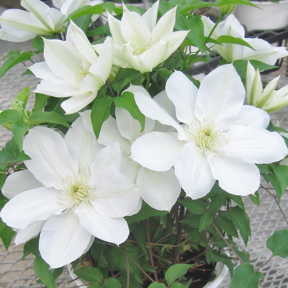 【先行予約】【長谷川園芸】国際園芸博覧会で最高賞受賞のクレマチス「北浜」５寸【母の日 ギフト プレゼント 贈答 花のある生活】 (AT211)