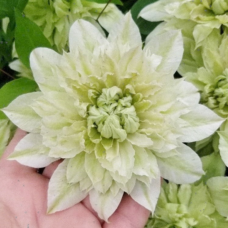 【先行予約】【長谷川園芸】オリジナル クレマチス「花園」５寸 【母の日 ギフト プレゼント 贈答 花のある生活】(AT212)