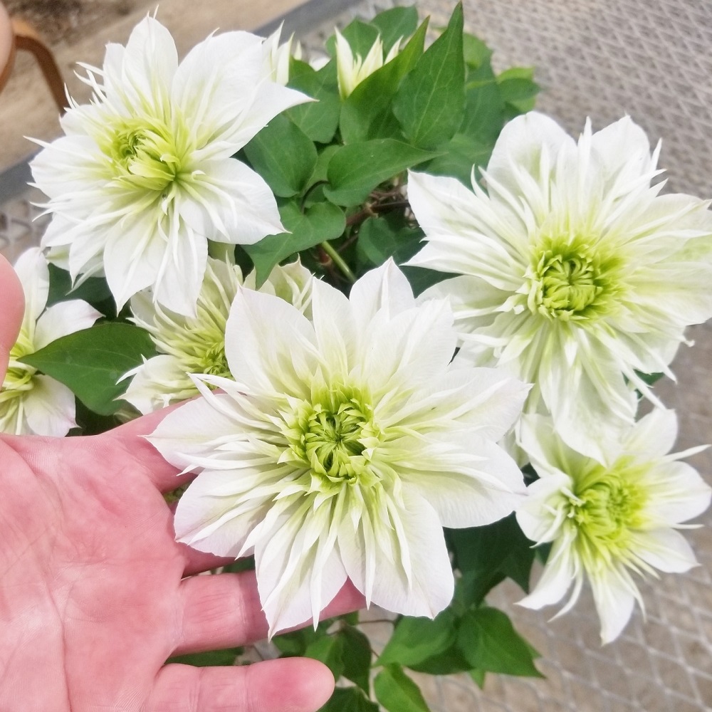 【先行予約】【長谷川園芸】オリジナル クレマチス「華川」〔ベストフラワー賞受賞品種〕５寸【母の日 ギフト プレゼント 贈答 花のある生活】(AT213)