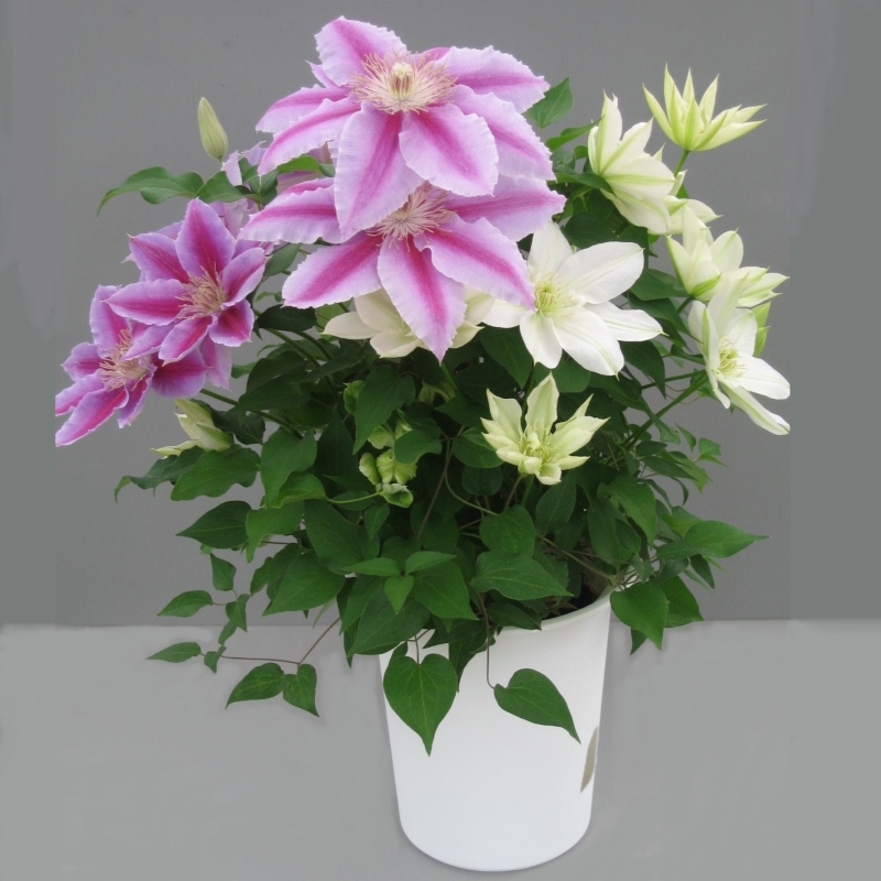 【先行予約】【長谷川園芸】クレマチス６寸２色咲き〔北浜×ドクターラッペル〕１鉢 【母の日 ギフト プレゼント 贈答 花のある生活】(AT214)